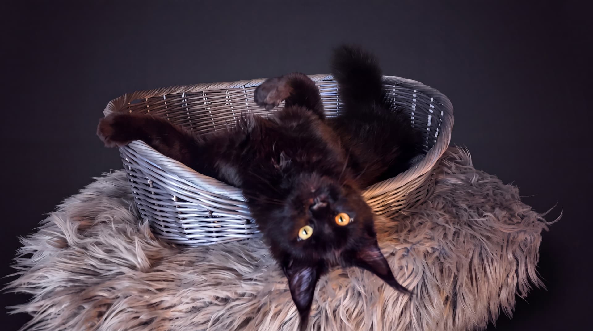 Akira - kociak Maine Coon, do potwierdzenia - zdjęcie 2