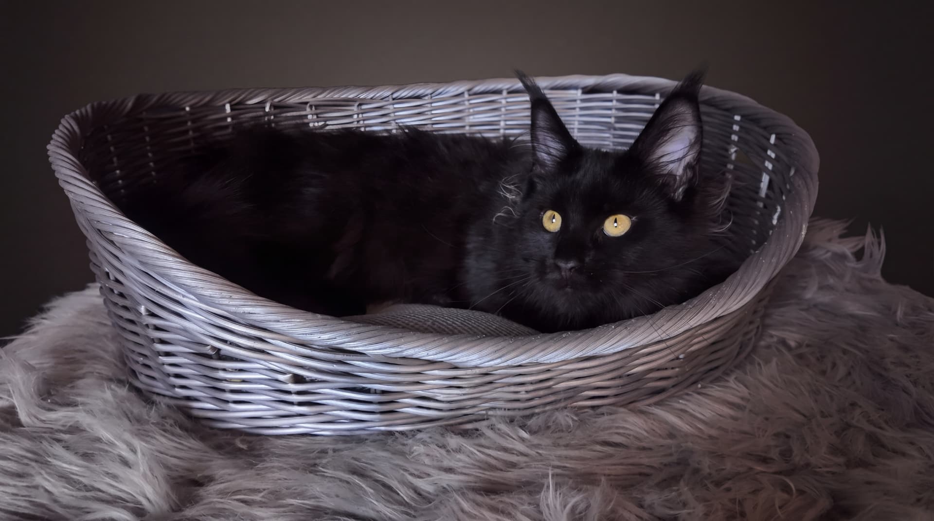 Akira - kociak Maine Coon, do potwierdzenia - zdjęcie 3