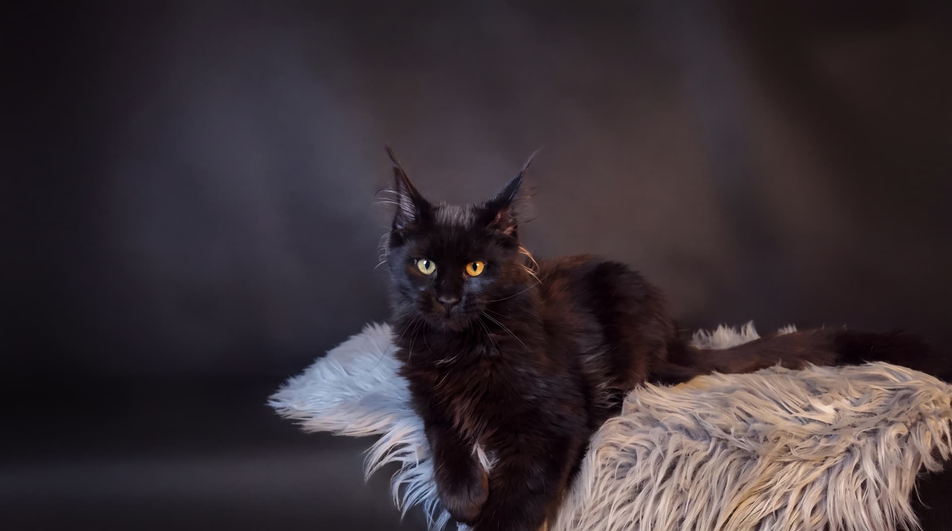 Akira - kociak Maine Coon, do potwierdzenia - zdjęcie 4