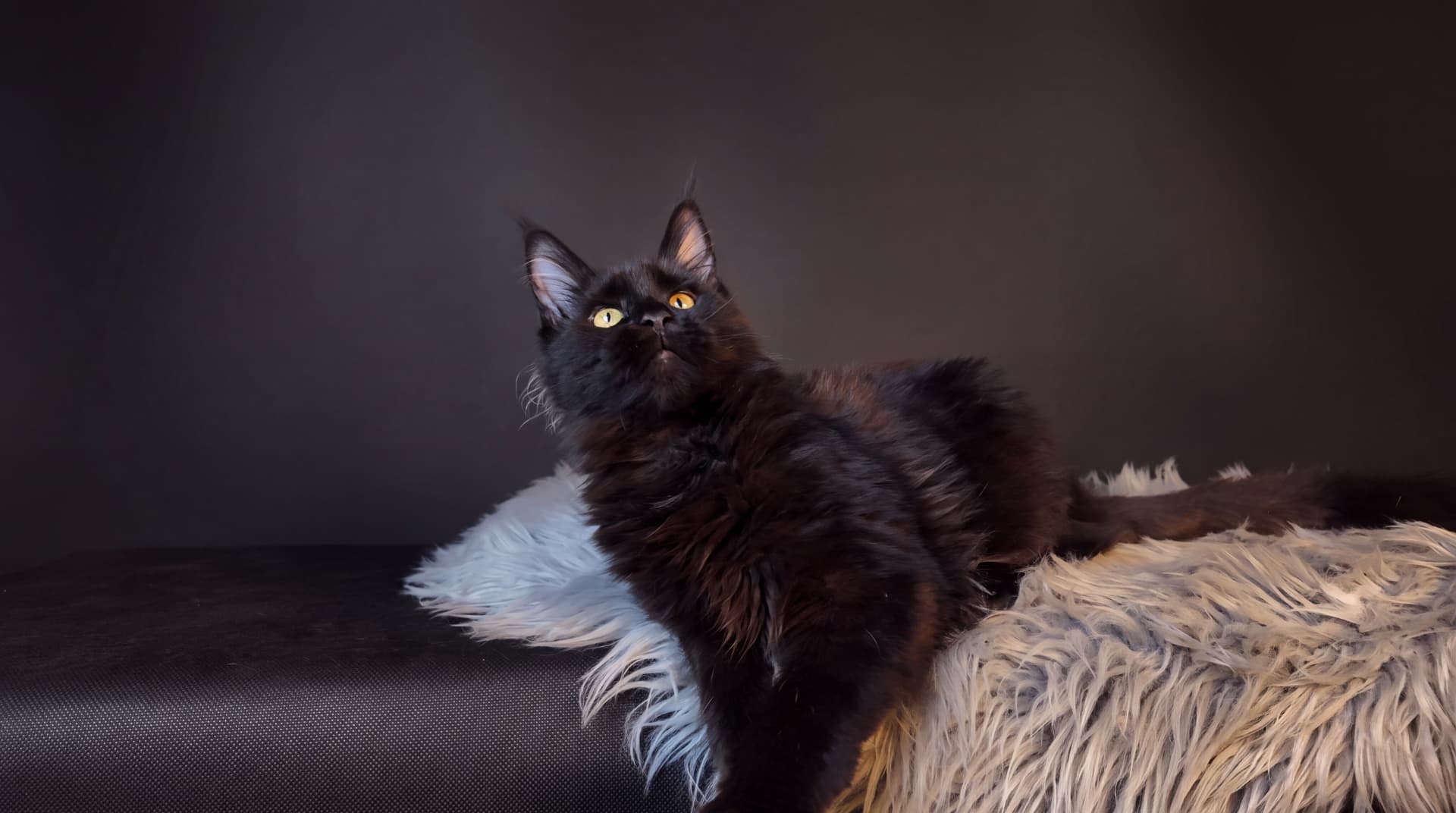 Akira - kociak Maine Coon, do potwierdzenia - zdjęcie 5