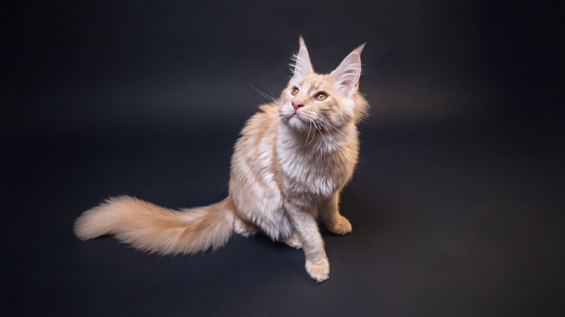 Apollo - kociak Maine Coon, do potwierdzenia - zdjęcie 2