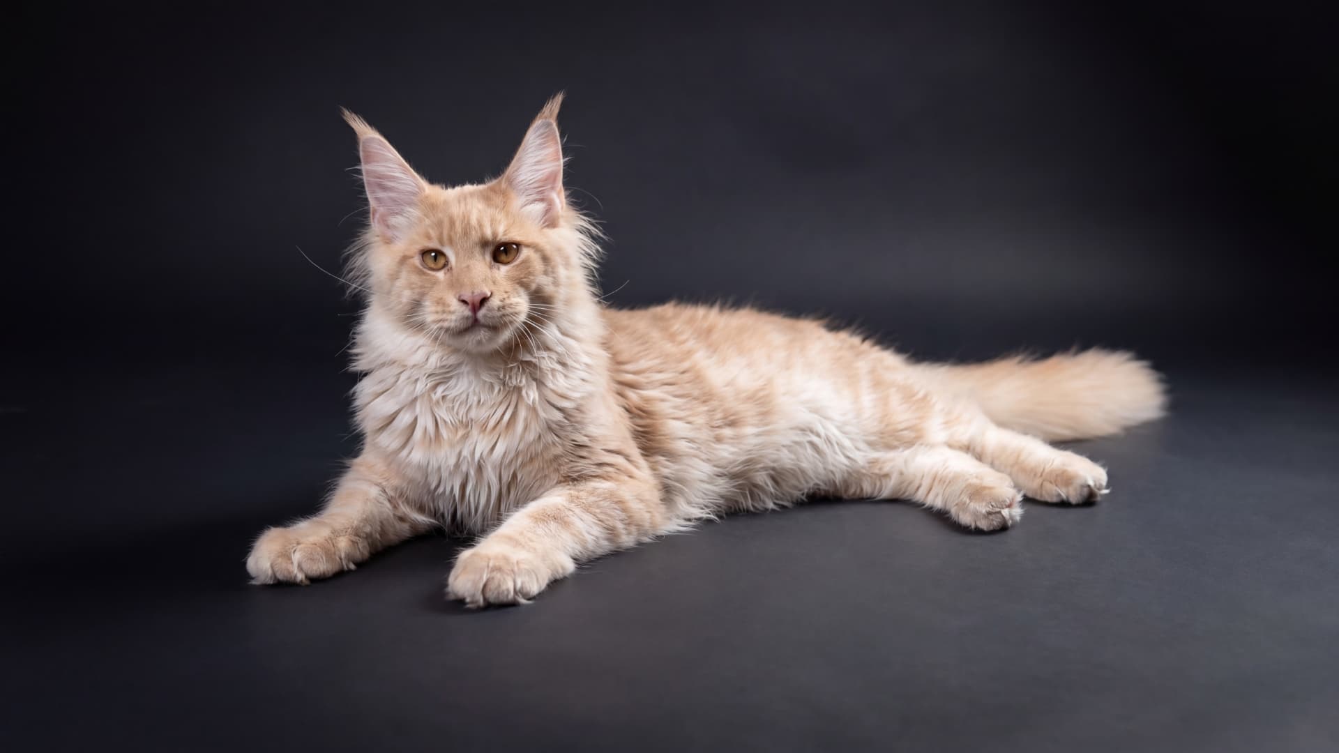 Apollo - kociak Maine Coon, do potwierdzenia - zdjęcie 3