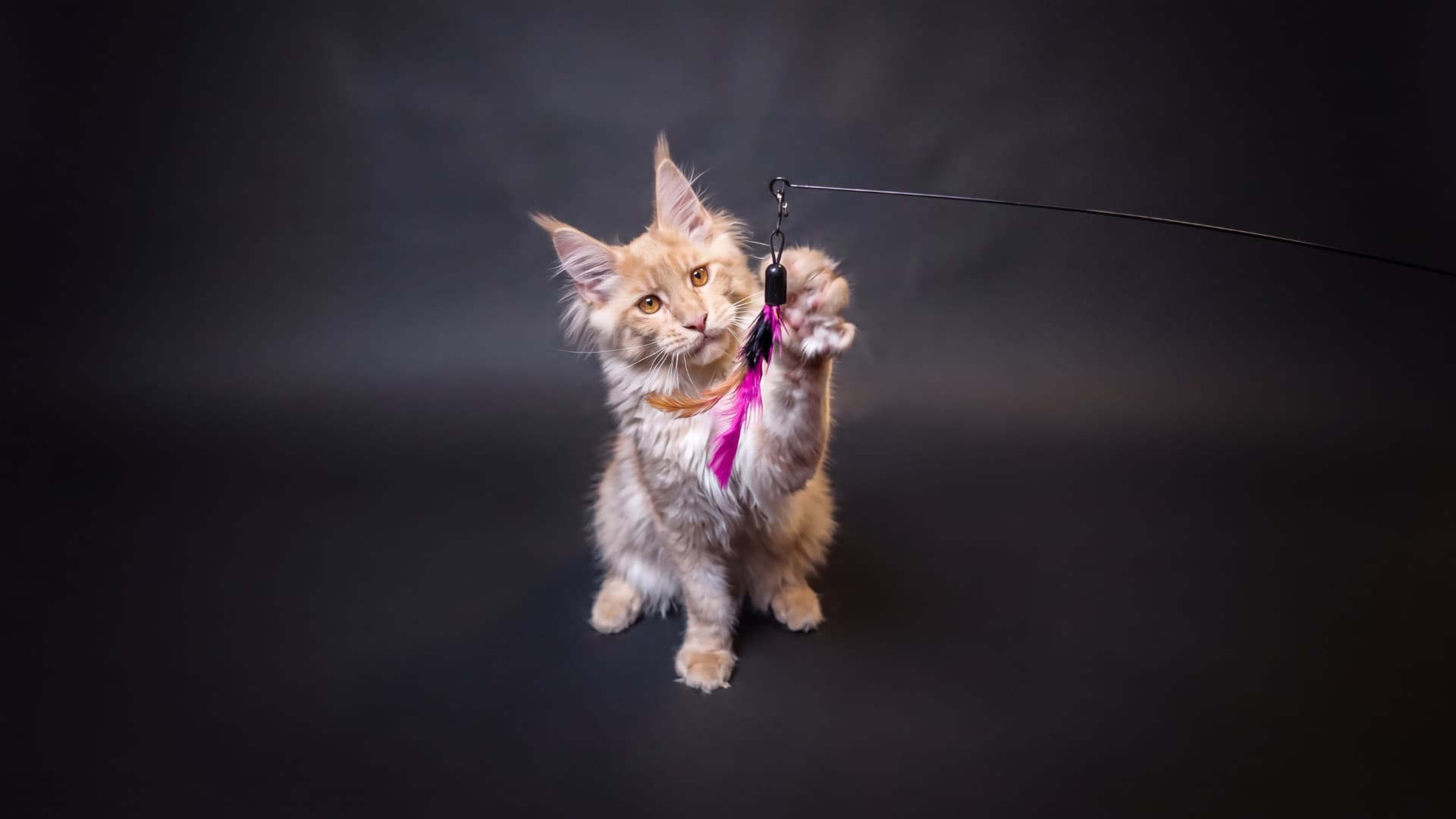 Hodowla Maine Coon Walkiria Wolin*PL - zdjęcie 6