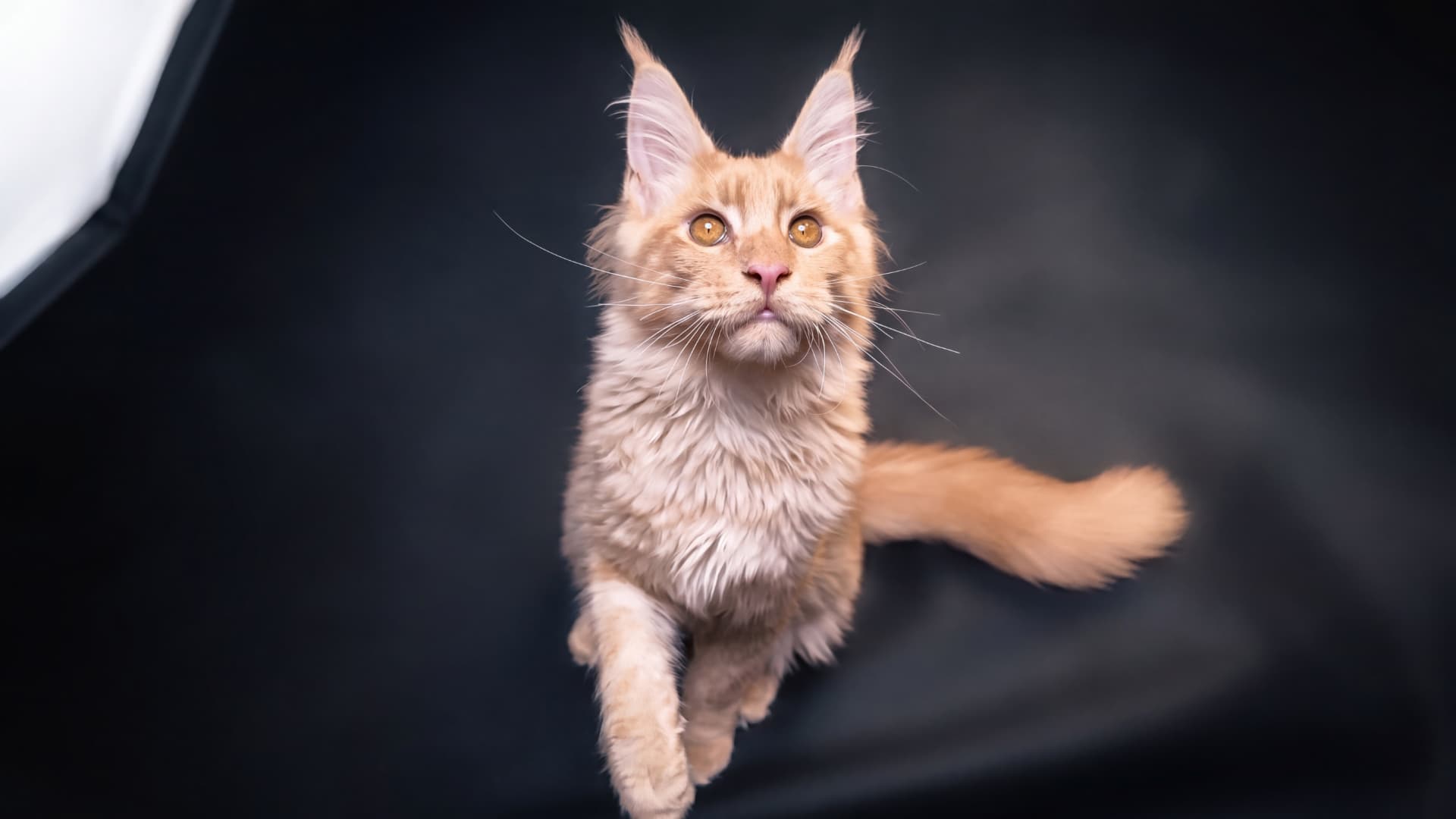 Apollo - kociak Maine Coon, do potwierdzenia - zdjęcie 5
