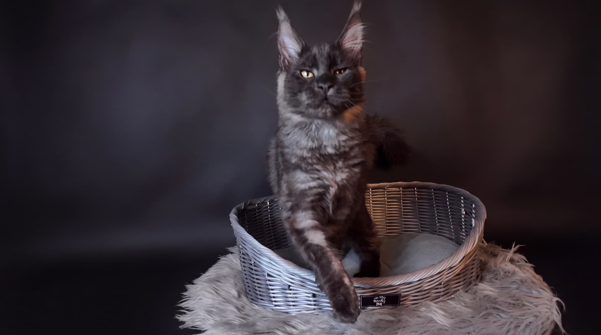 Arcze - kociak Maine Coon, do potwierdzenia - zdjęcie 2