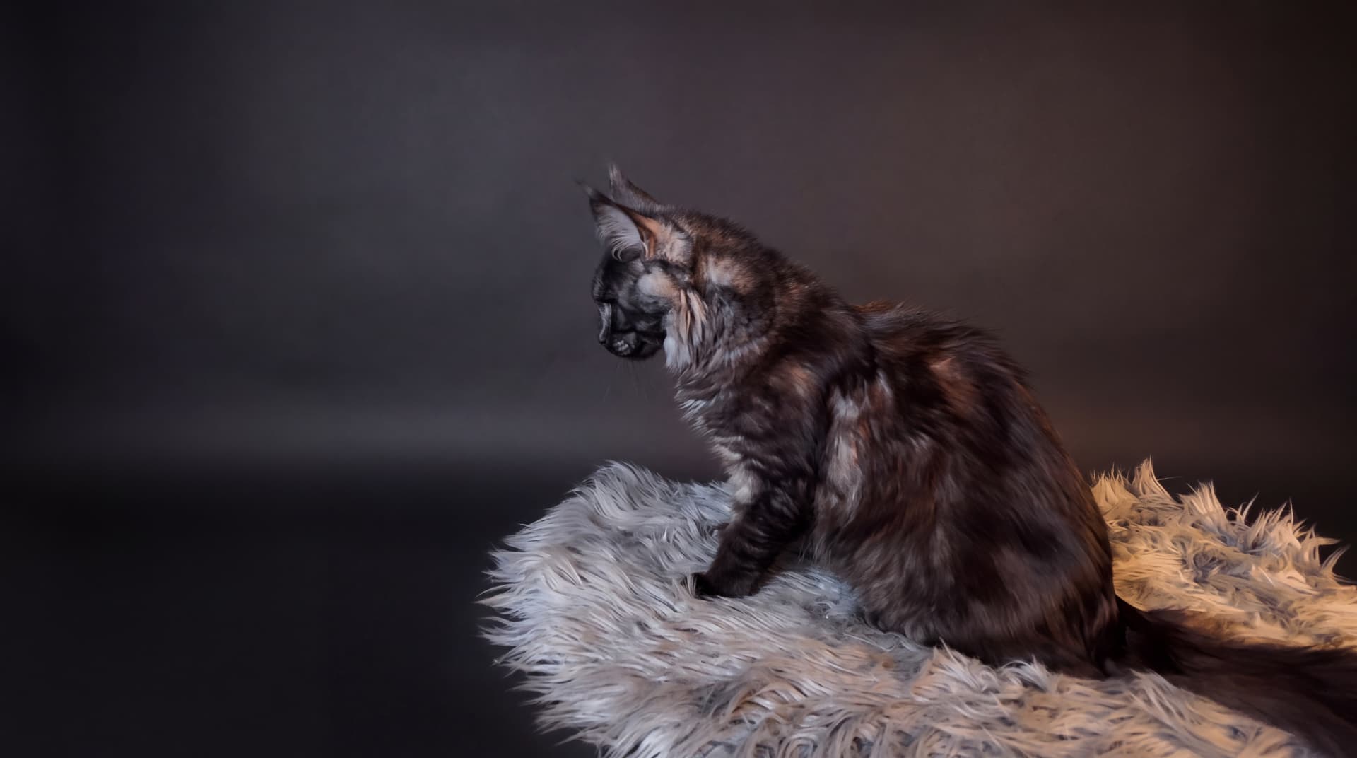 Arcze - kociak Maine Coon, do potwierdzenia - zdjęcie 3