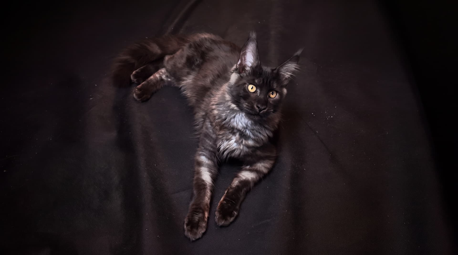 Arcze - kociak Maine Coon, do potwierdzenia - zdjęcie 4