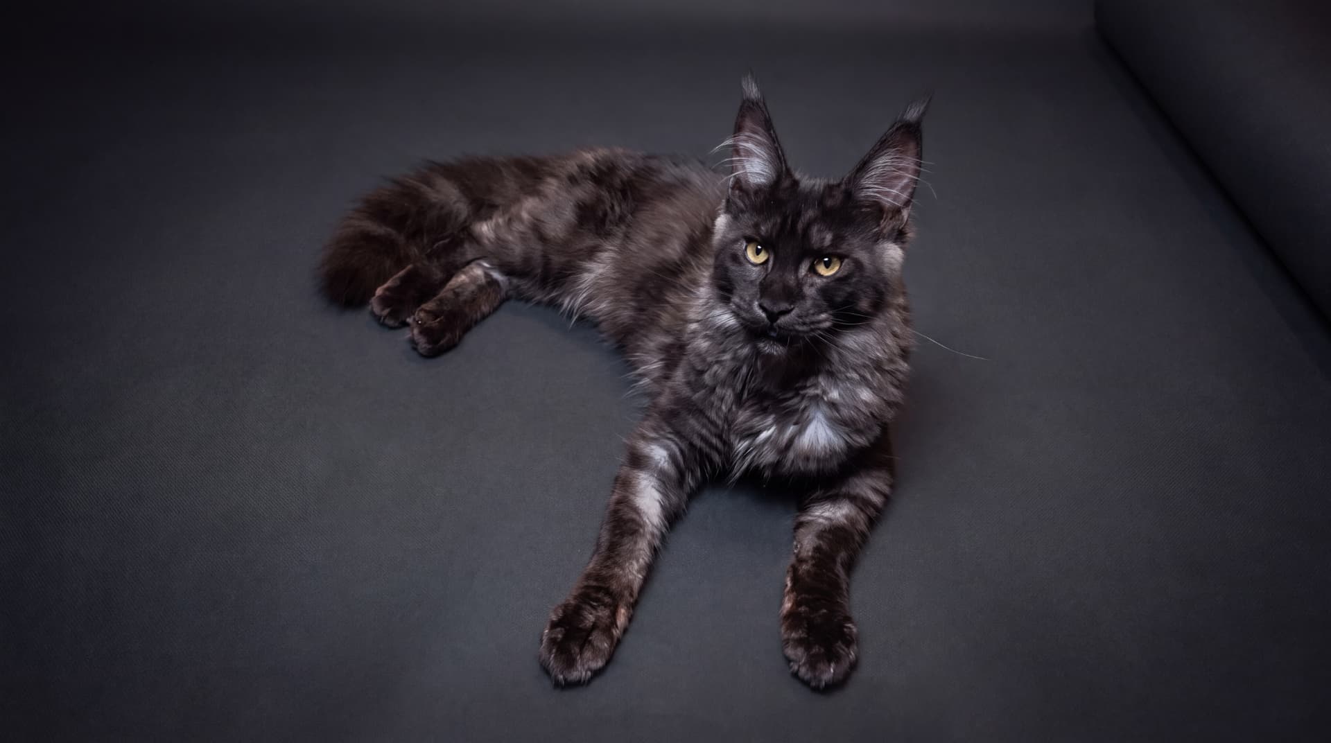 Arcze - kociak Maine Coon, do potwierdzenia - zdjęcie 5