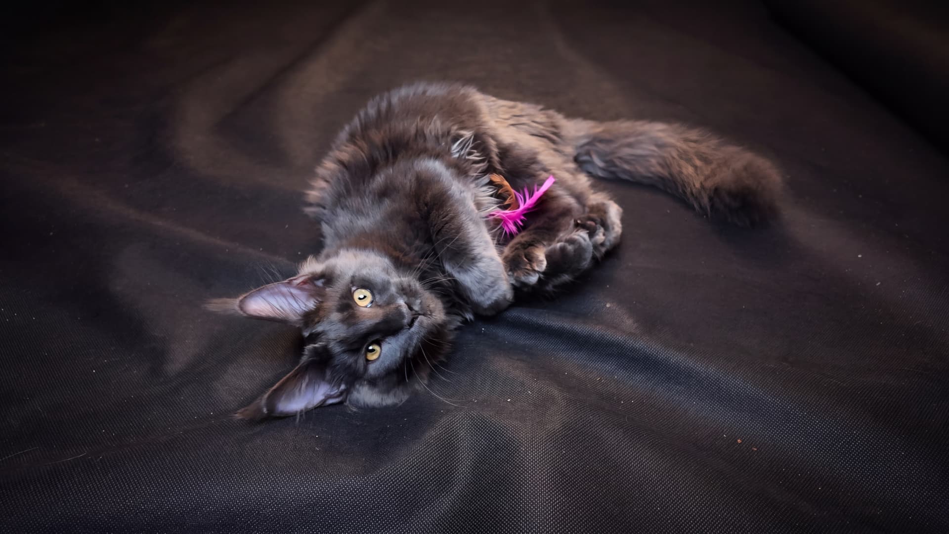 Arion - kociak Maine Coon, do potwierdzenia - zdjęcie 2