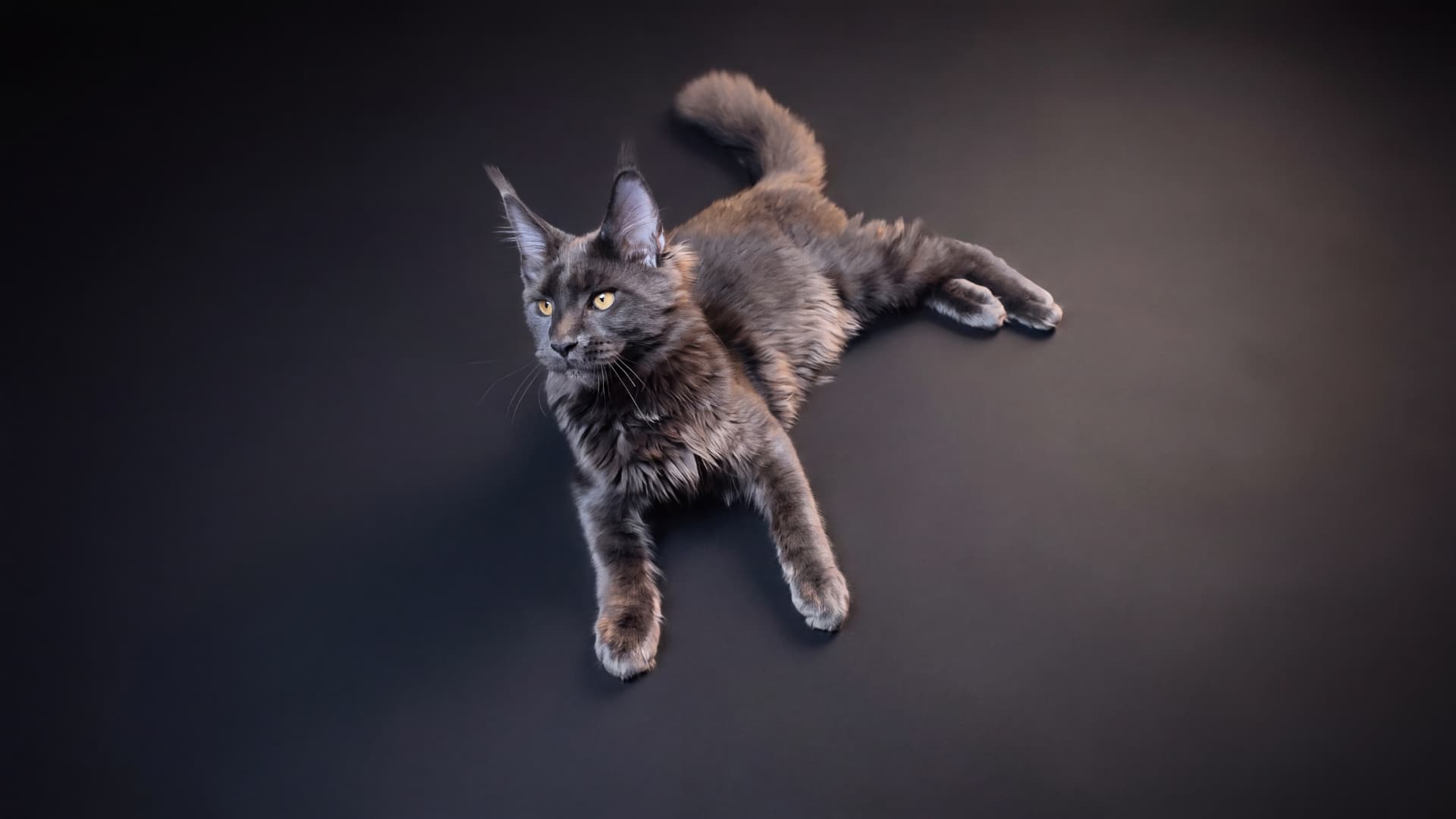 Arion - kociak Maine Coon, do potwierdzenia - zdjęcie 3