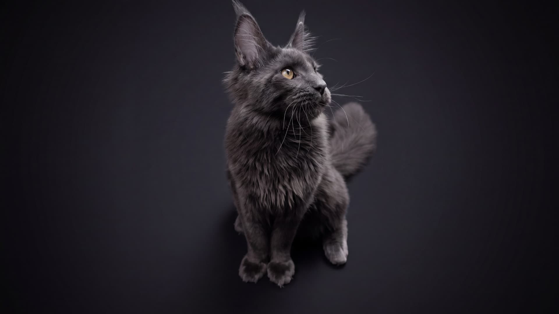 Arion - kociak Maine Coon, do potwierdzenia - zdjęcie 4