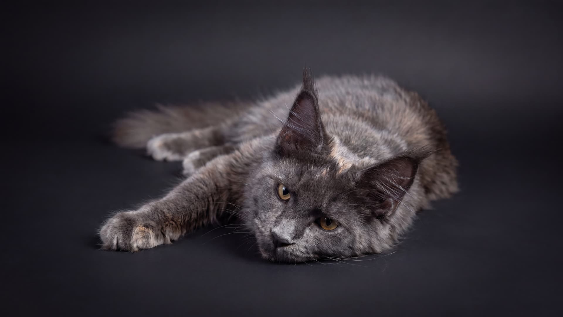 Arion - kociak Maine Coon, do potwierdzenia - zdjęcie 5