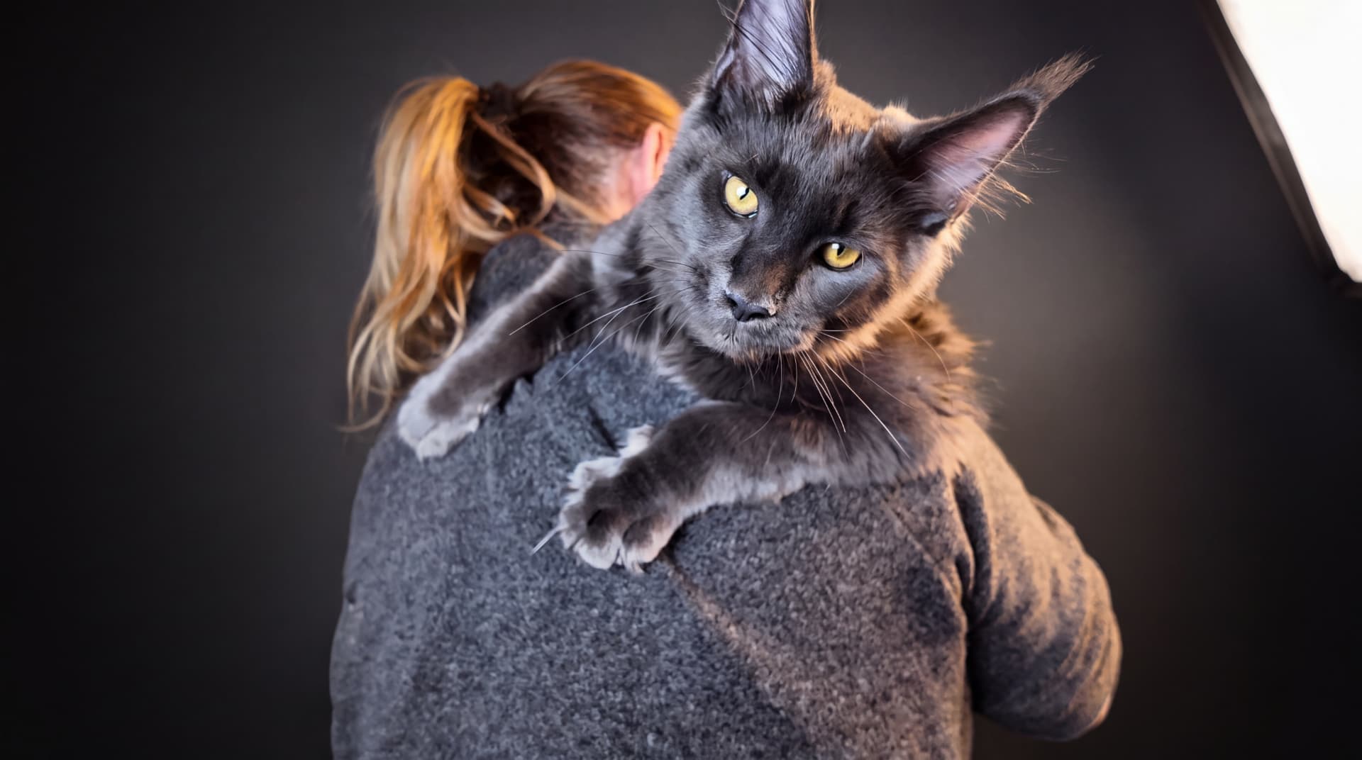 Hodowla Maine Coon Walkiria Wolin*PL - zdjęcie 5