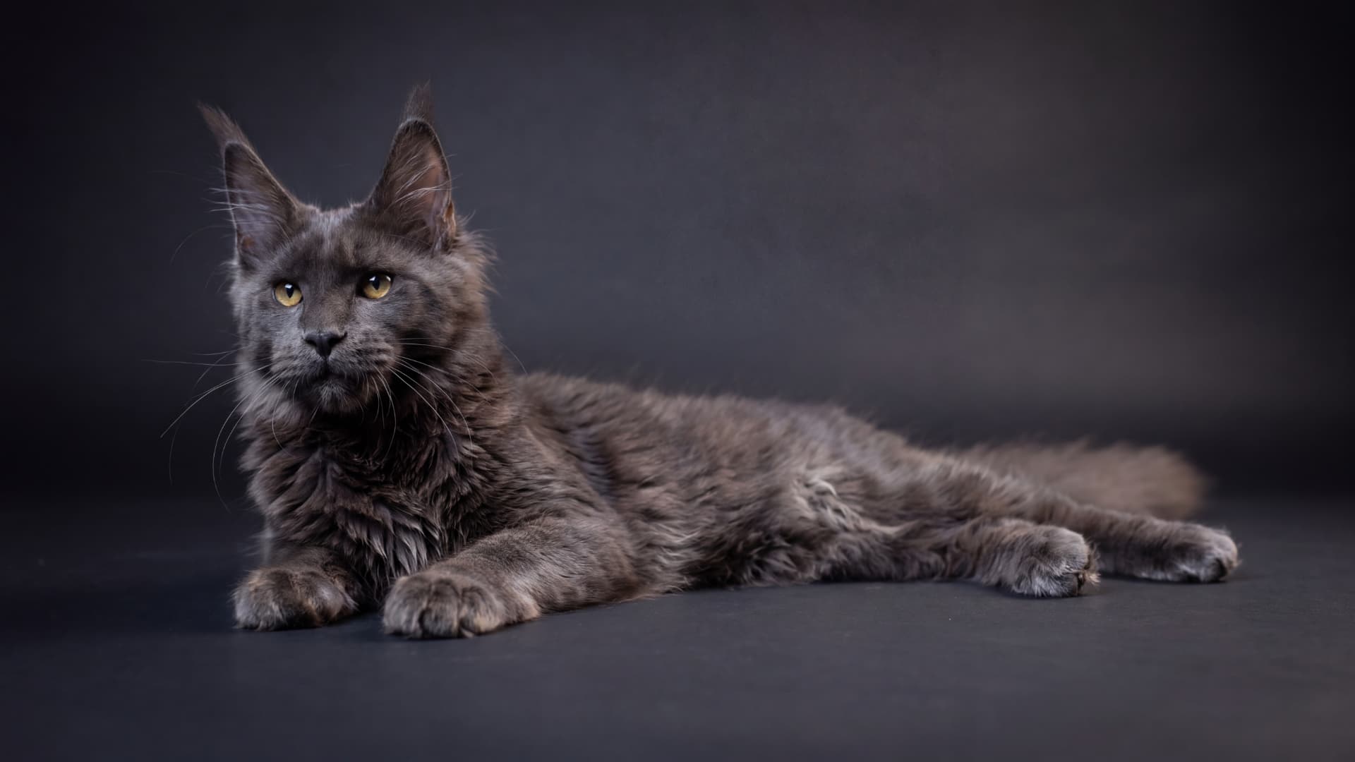 Arion - kociak Maine Coon, do potwierdzenia