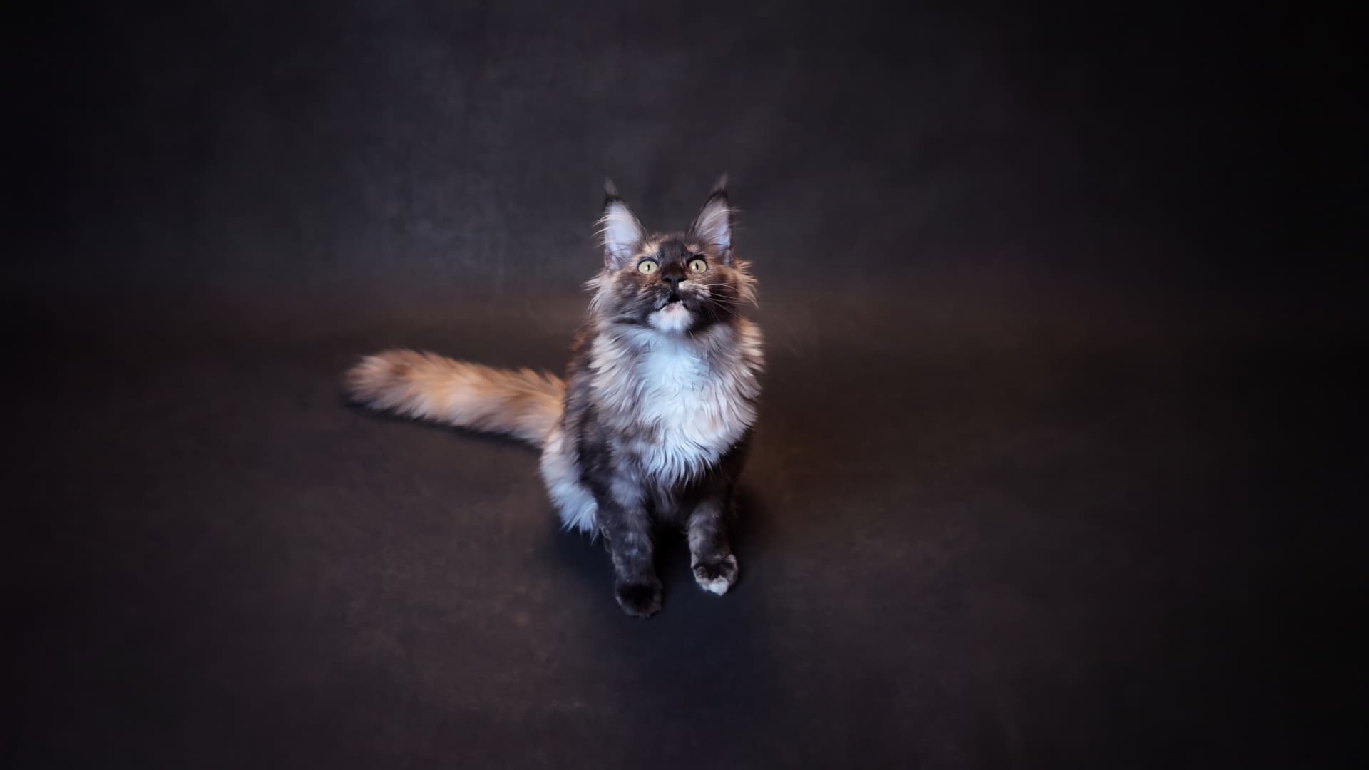 Atena - kociak Maine Coon, do potwierdzenia - zdjęcie 2