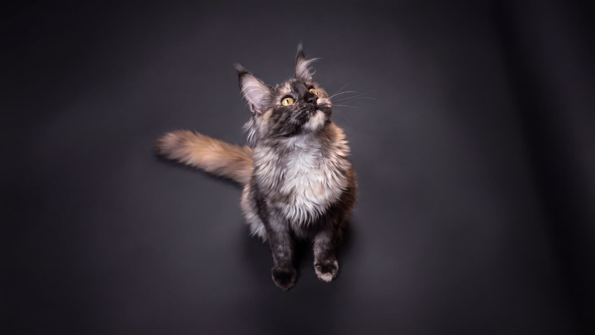 Atena - kociak Maine Coon, do potwierdzenia - zdjęcie 3