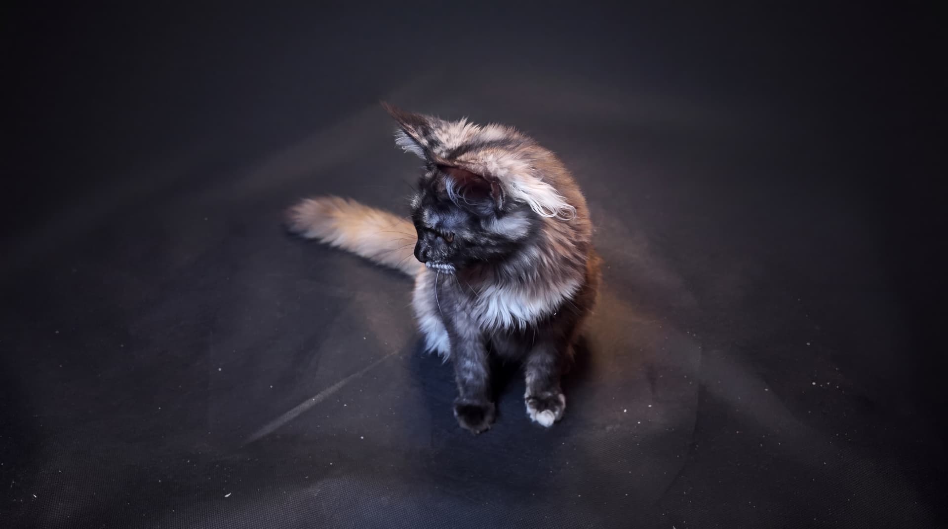 Atena - kociak Maine Coon, do potwierdzenia - zdjęcie 4