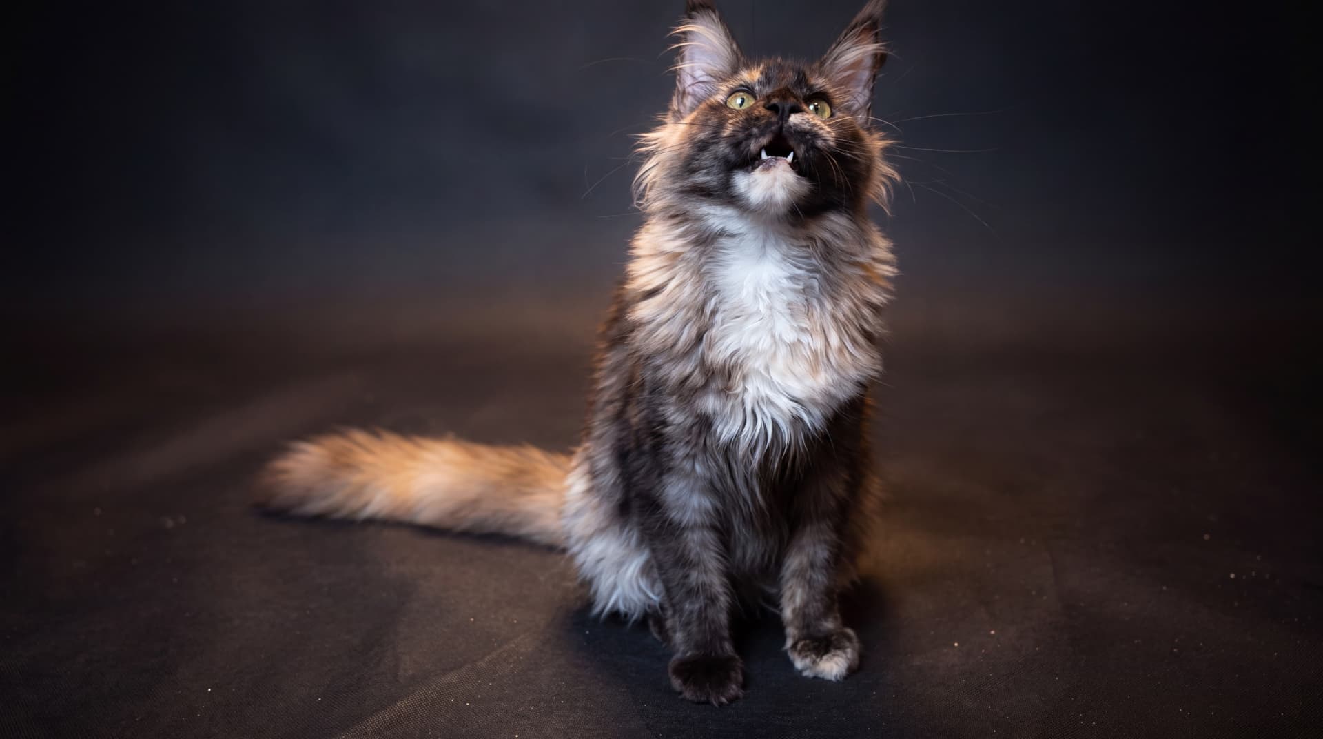 Atena - kociak Maine Coon, do potwierdzenia - zdjęcie 5