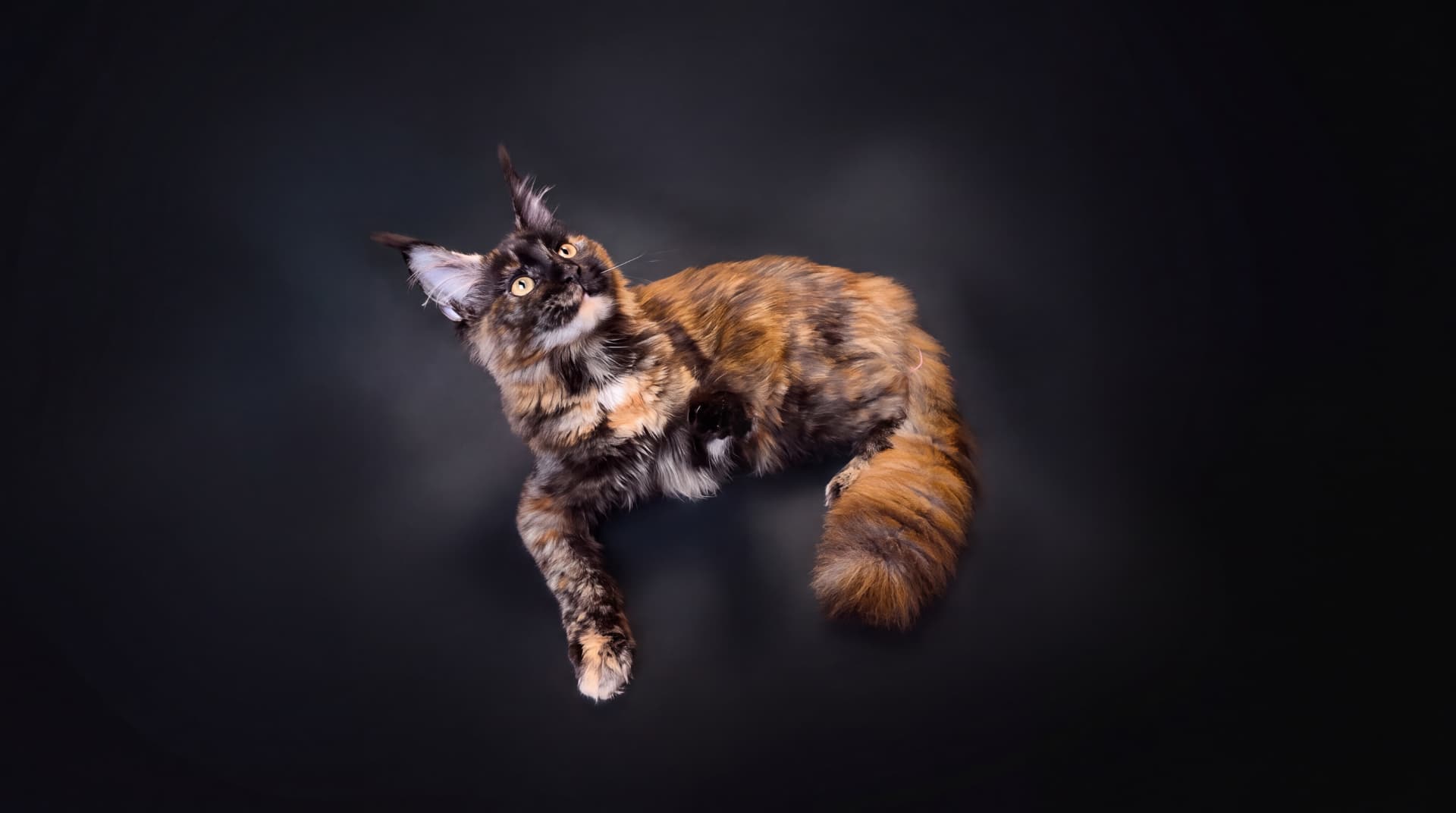Aurora - kociak Maine Coon, do potwierdzenia - zdjęcie 2
