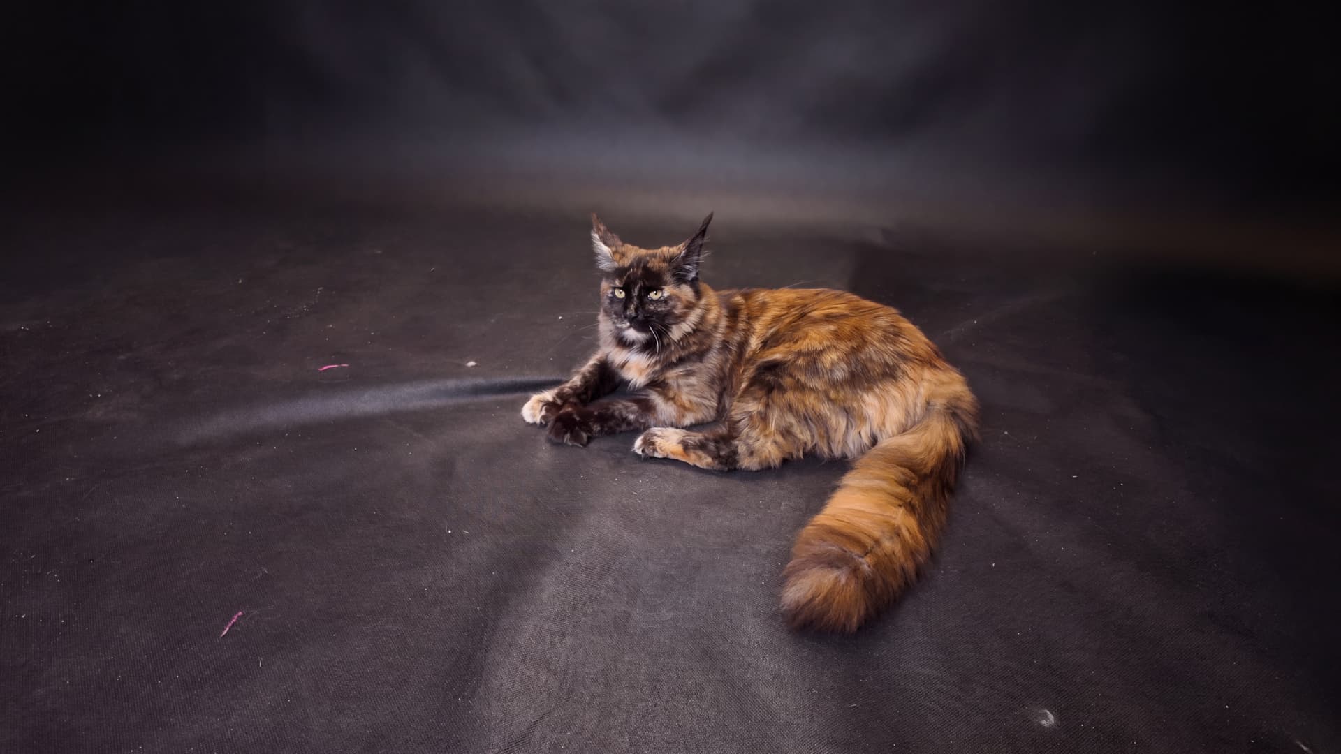 Aurora - kociak Maine Coon, do potwierdzenia - zdjęcie 3