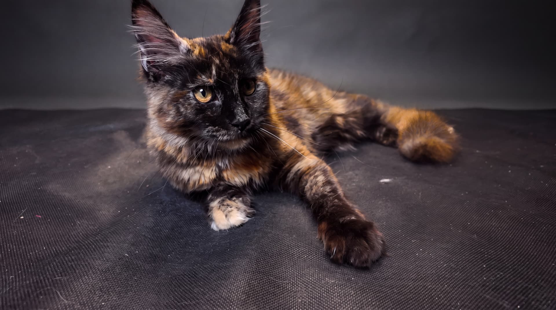 Aurora - kociak Maine Coon, do potwierdzenia - zdjęcie 4