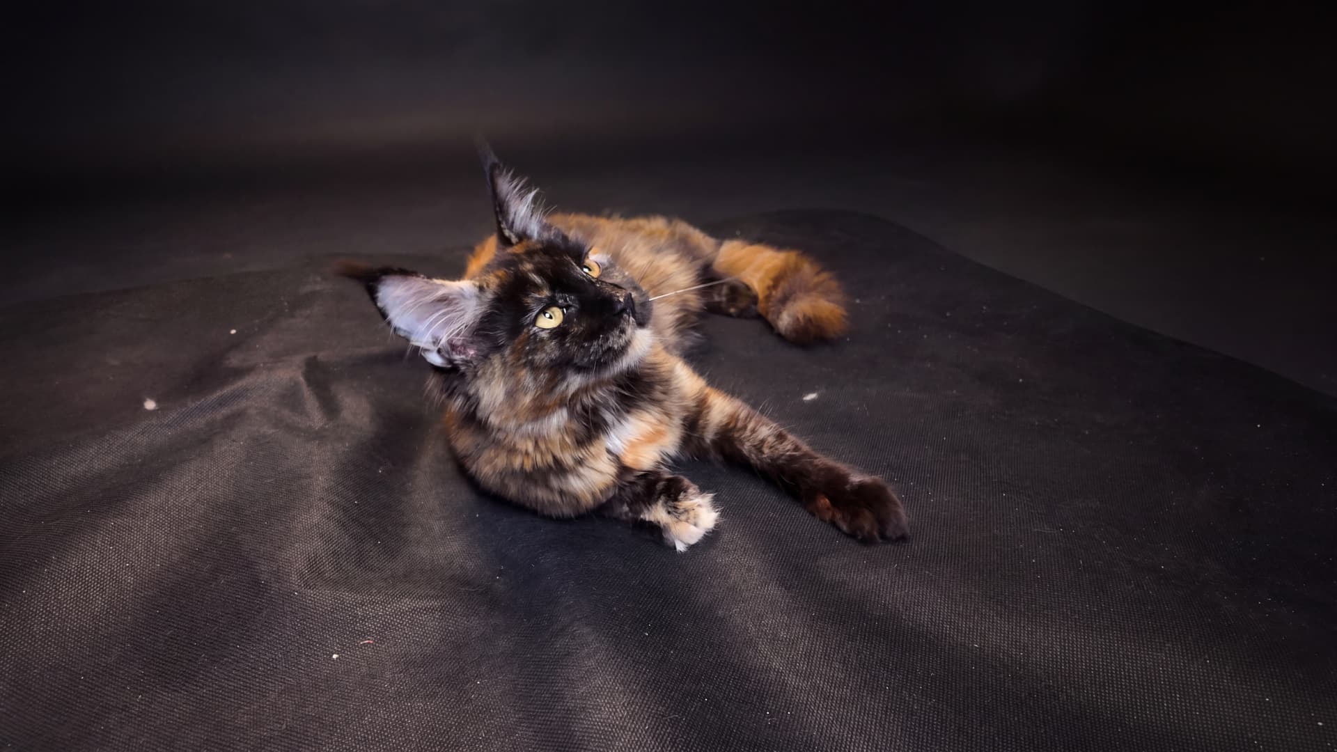 Aurora - kociak Maine Coon, do potwierdzenia - zdjęcie 5