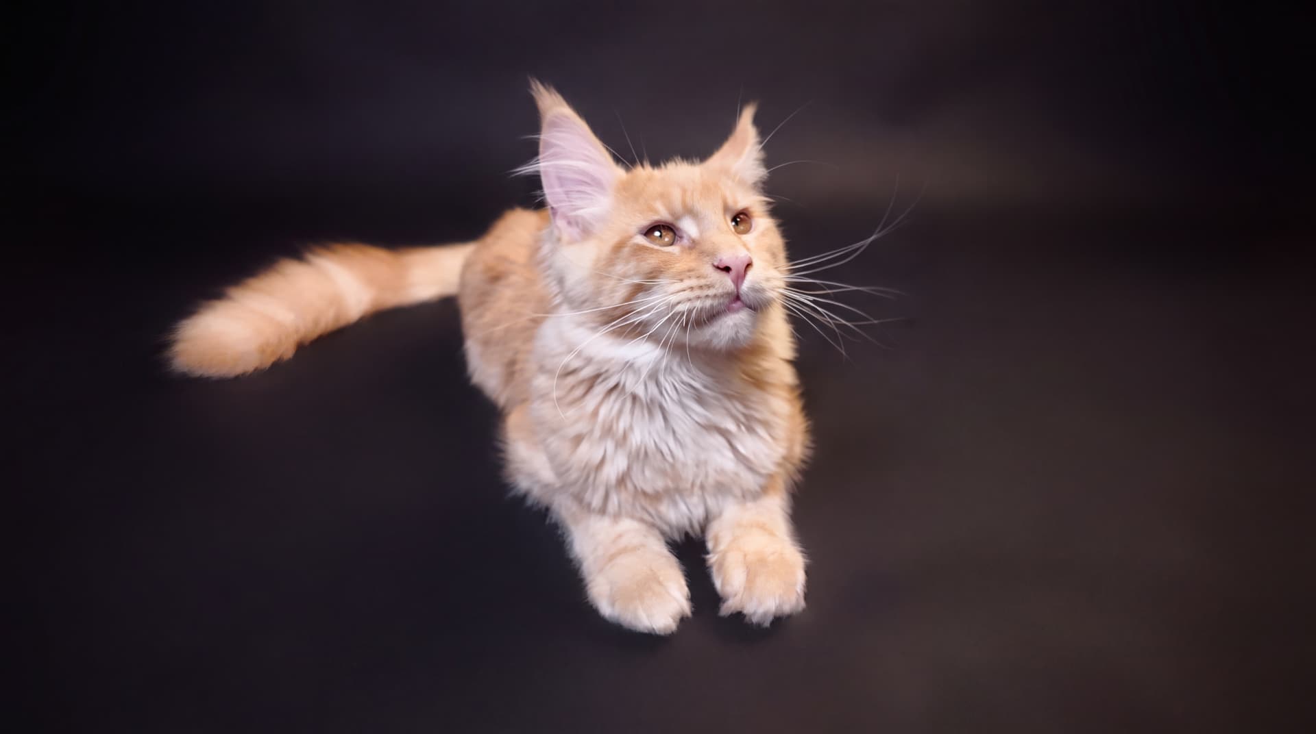 Axel - kociak Maine Coon, do potwierdzenia - zdjęcie 2