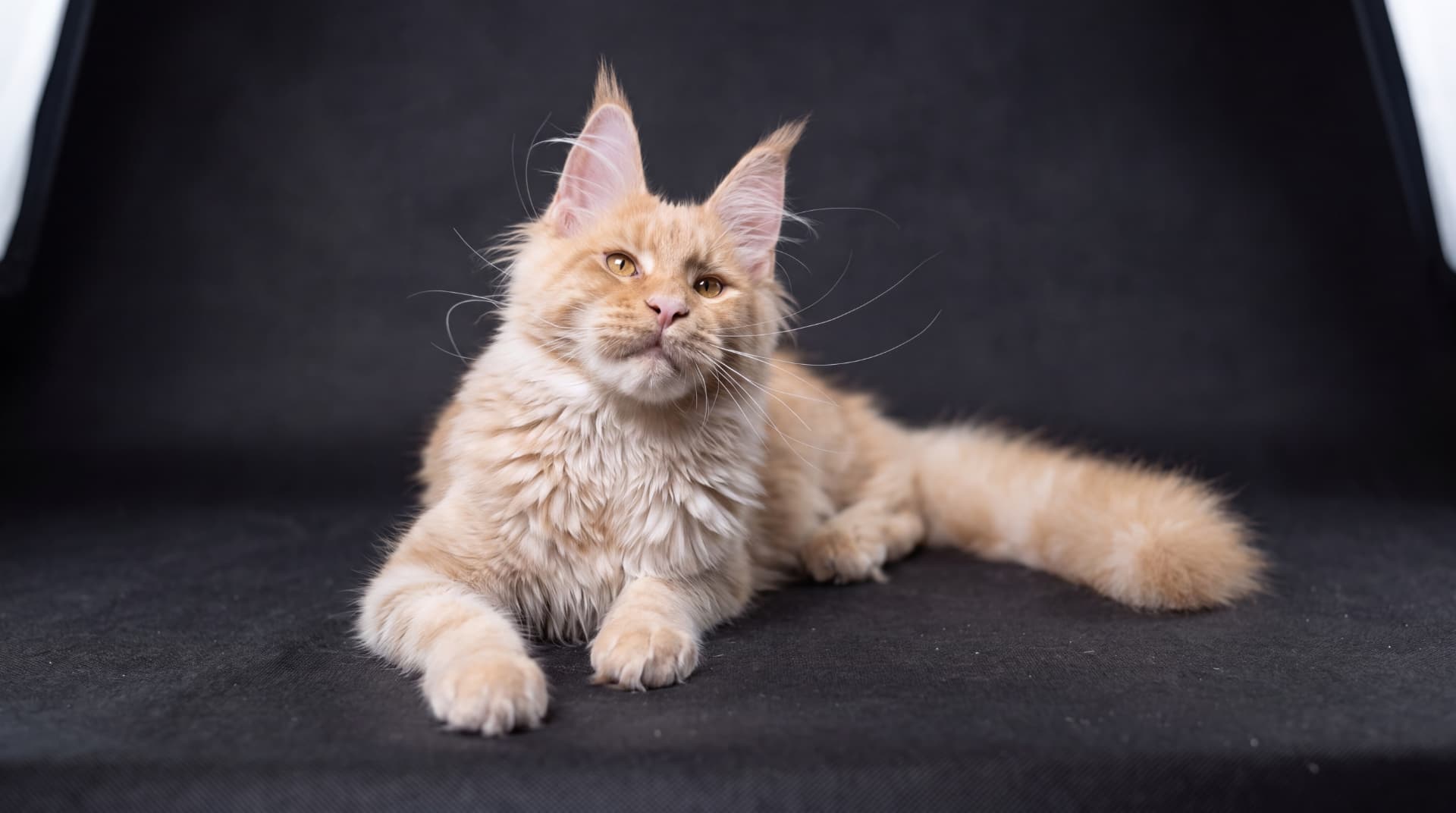 Axel - kociak Maine Coon, do potwierdzenia - zdjęcie 3