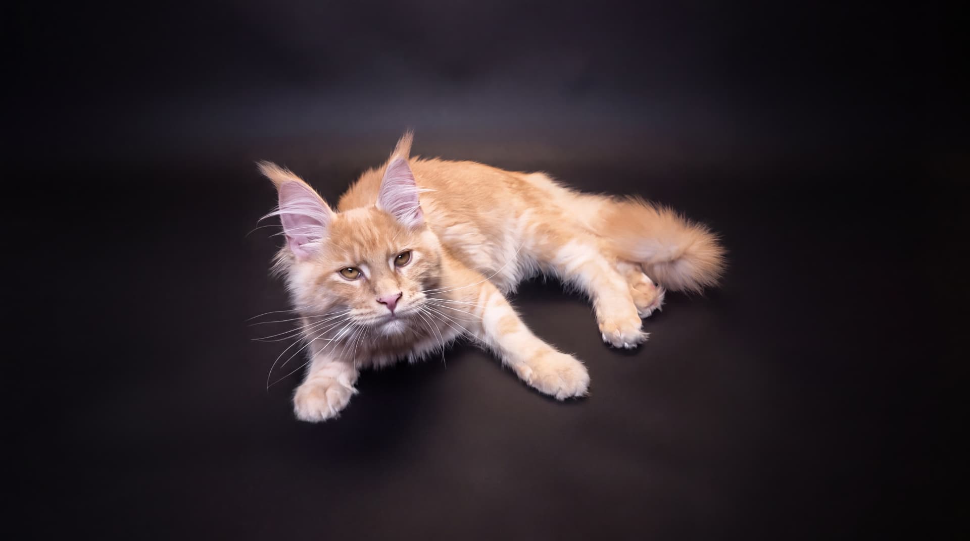 Axel - kociak Maine Coon, do potwierdzenia - zdjęcie 4