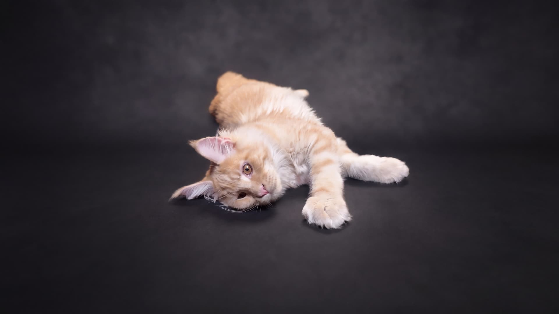 Axel - kociak Maine Coon, do potwierdzenia - zdjęcie 5