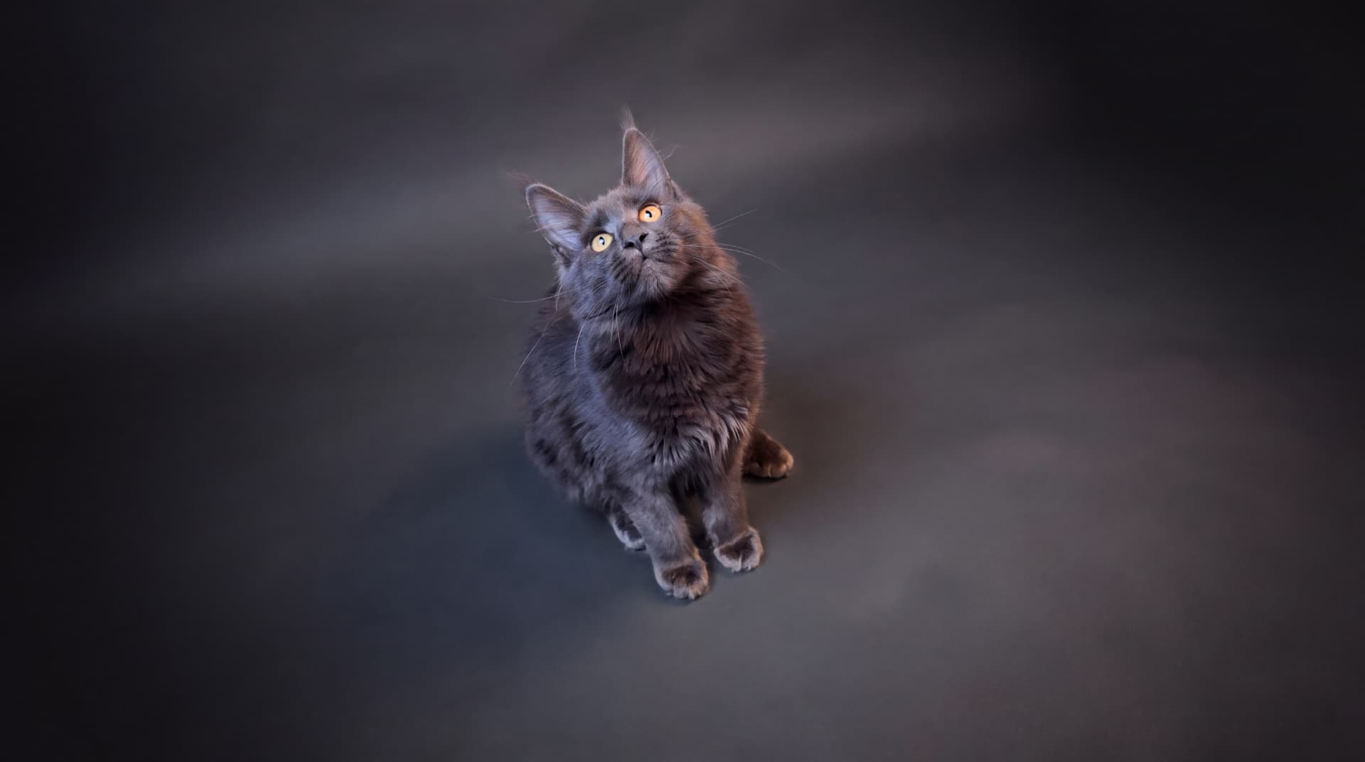 Azura - kociak Maine Coon, do potwierdzenia - zdjęcie 2