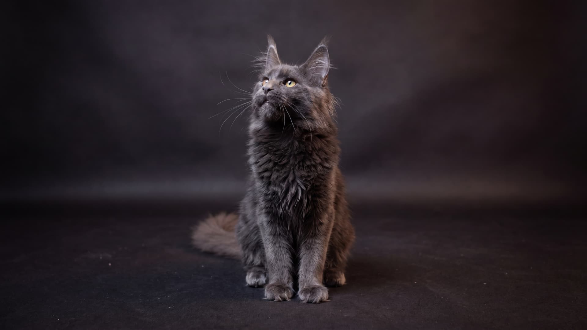 Azura - kociak Maine Coon, do potwierdzenia - zdjęcie 3