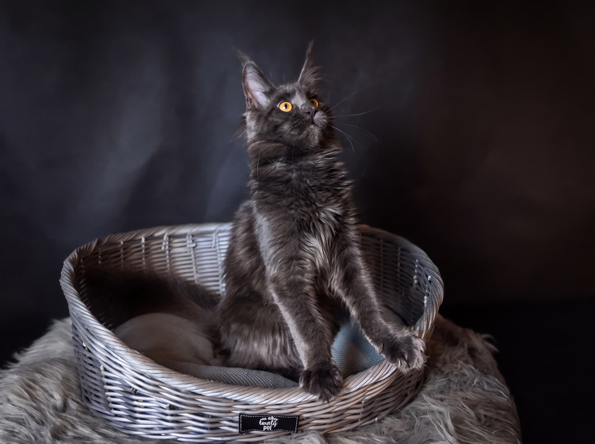 Azura - kociak Maine Coon, do potwierdzenia - zdjęcie 4