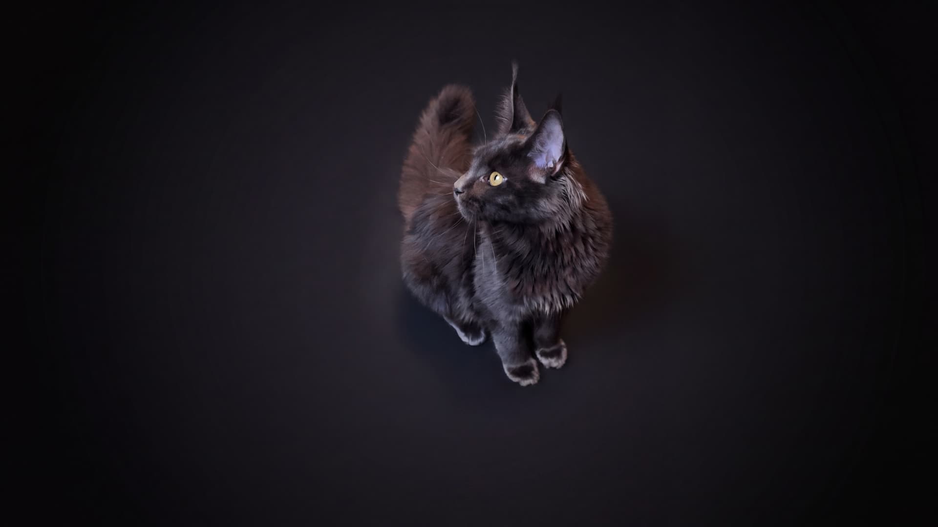 Azura - kociak Maine Coon, do potwierdzenia - zdjęcie 5
