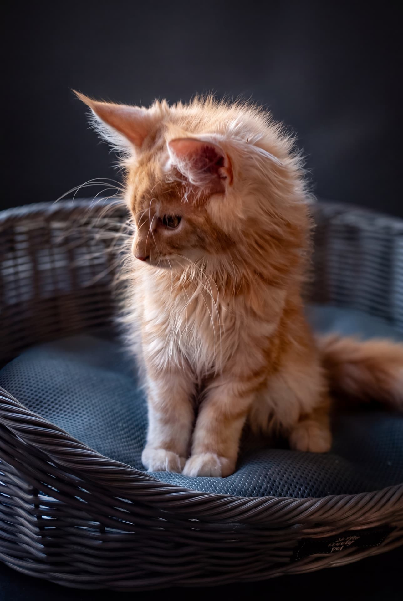 Bentley - kociak Maine Coon, Cream silver classic tabby - zdjęcie 2