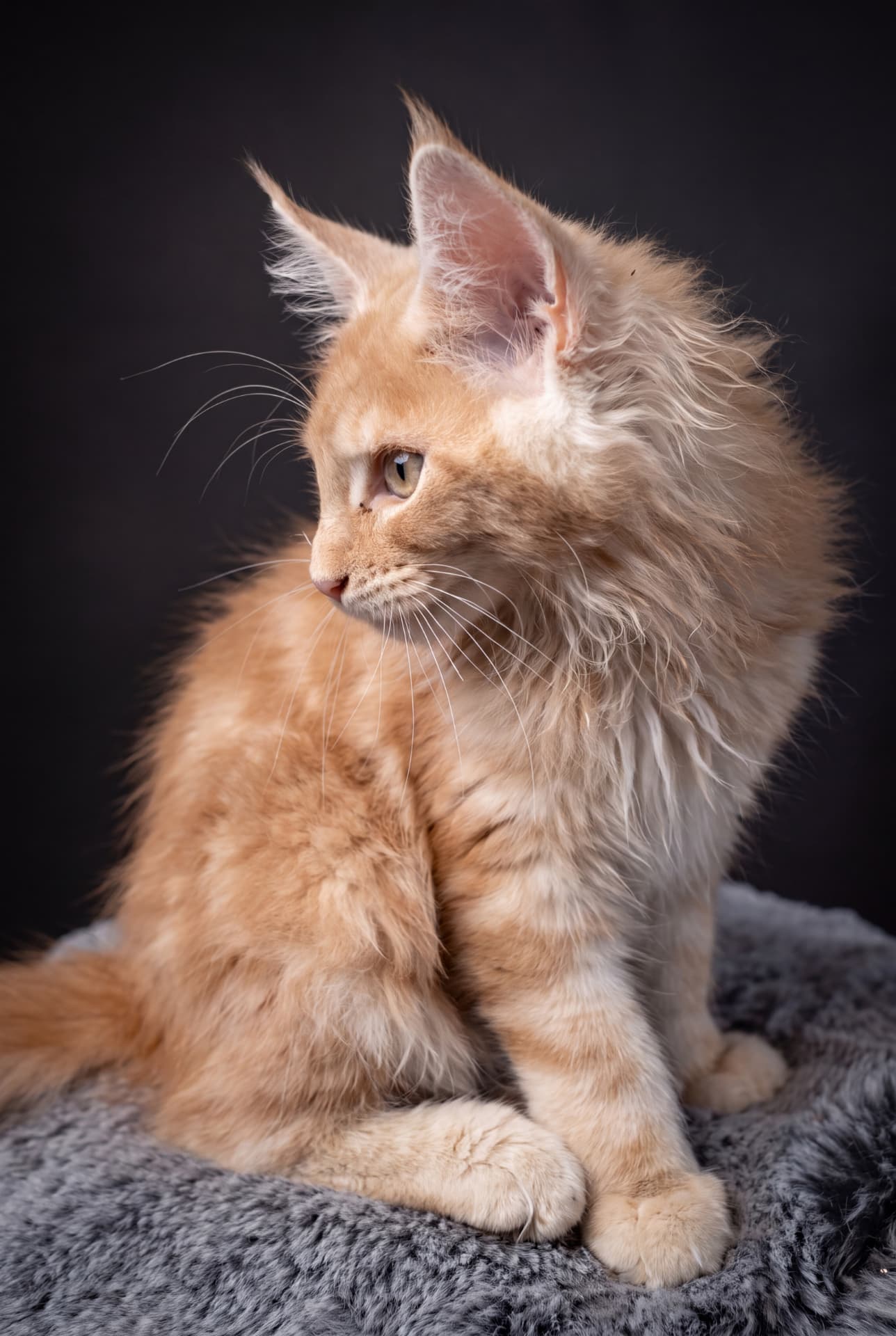 Bentley - kociak Maine Coon, Cream silver classic tabby - zdjęcie 3