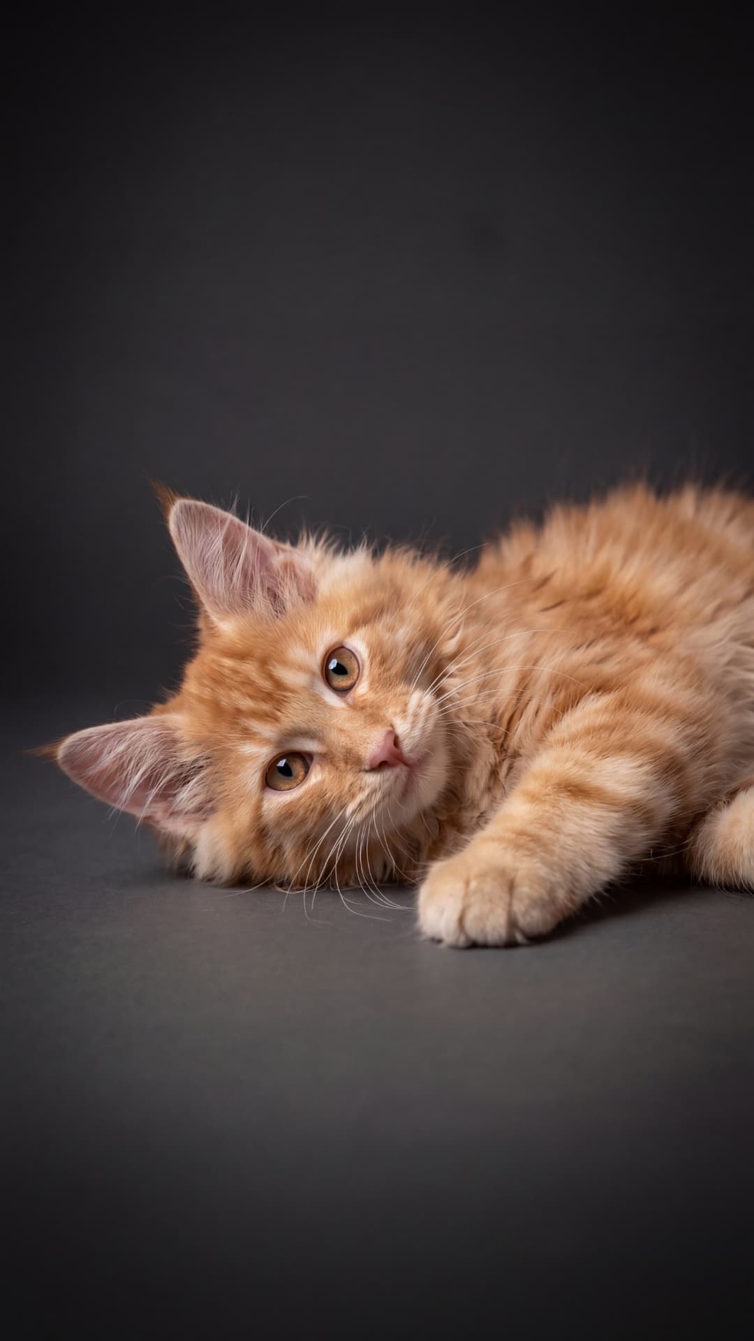 Bentley - kociak Maine Coon, Cream silver classic tabby - zdjęcie 4