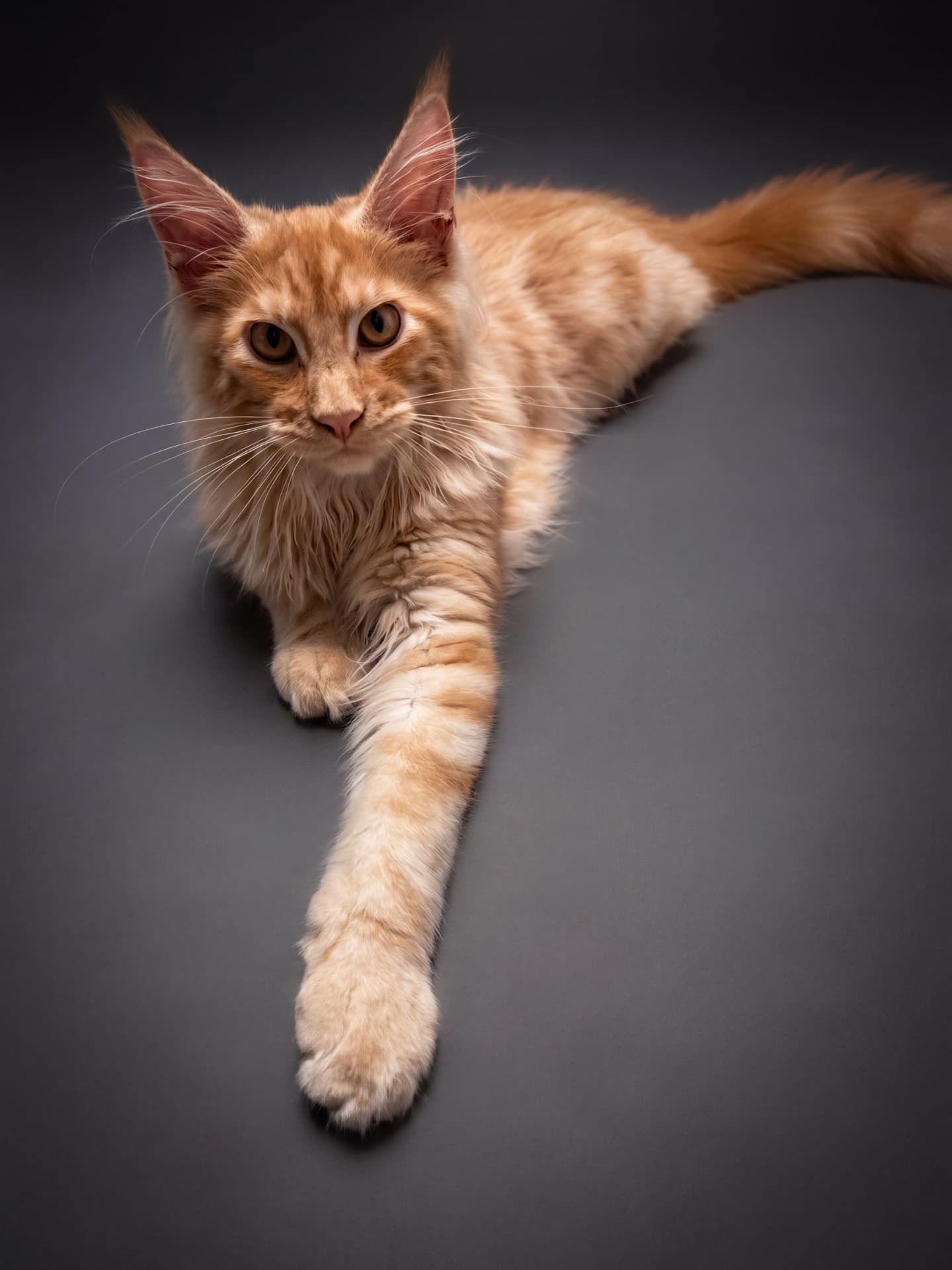 Bentley - kociak Maine Coon, Cream silver classic tabby - zdjęcie 5