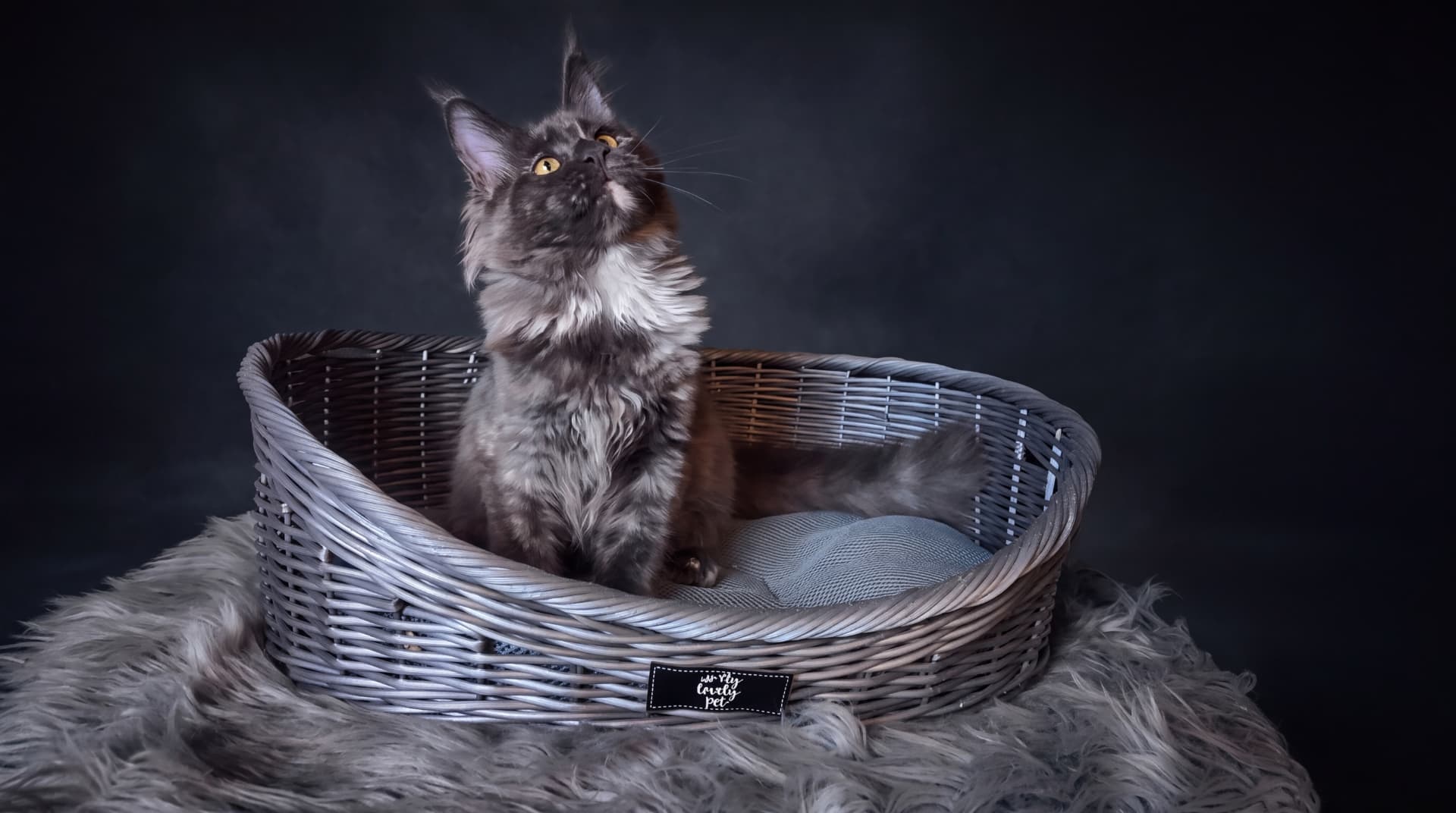 Bianka - kociak Maine Coon, Blue tortie smoke - zdjęcie 2