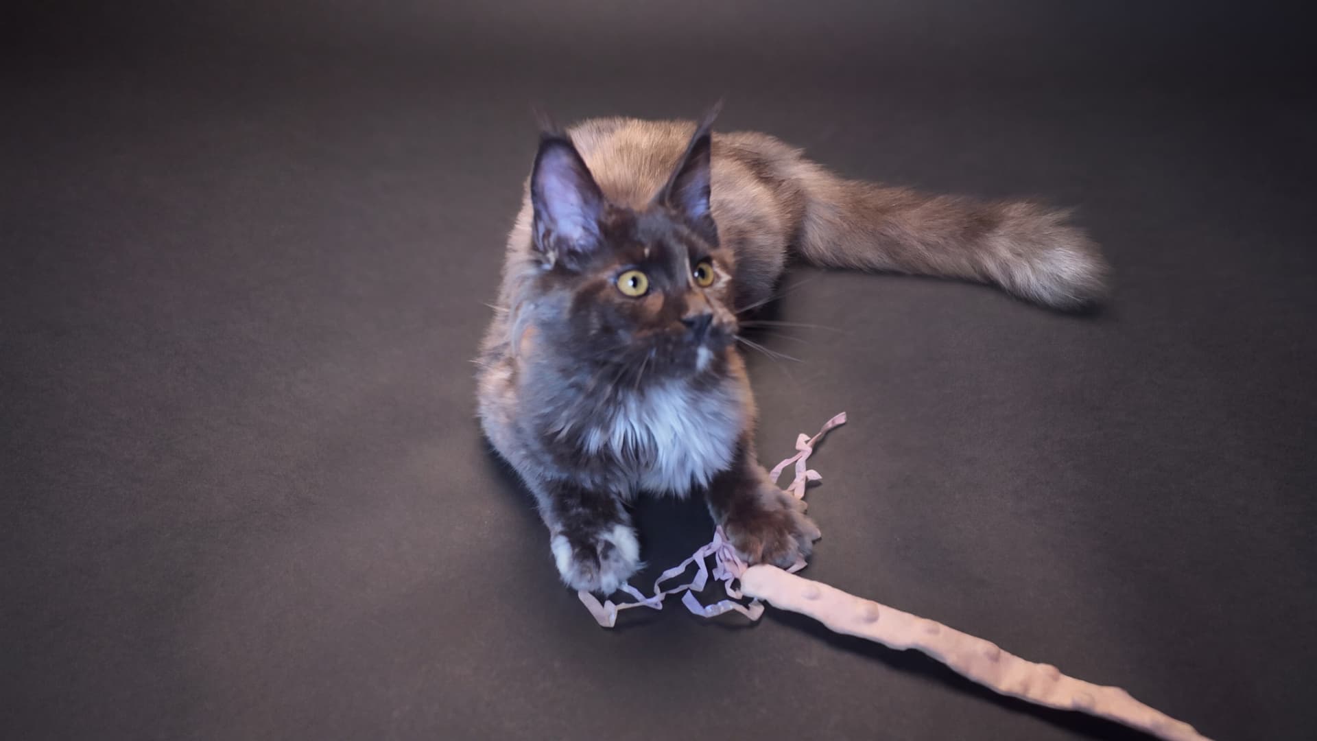 Bianka - kociak Maine Coon, Blue tortie smoke - zdjęcie 3