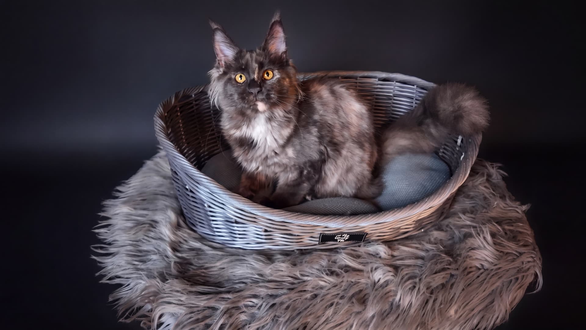 Bianka - kociak Maine Coon, Blue tortie smoke - zdjęcie 4
