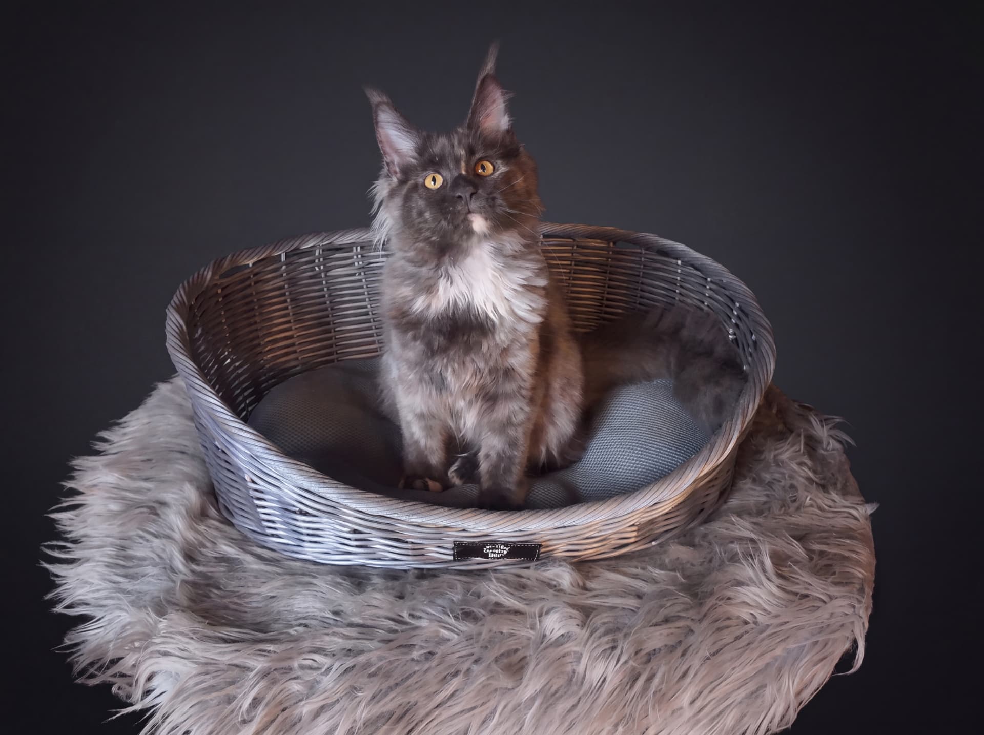 Bianka - kociak Maine Coon, Blue tortie smoke - zdjęcie 5