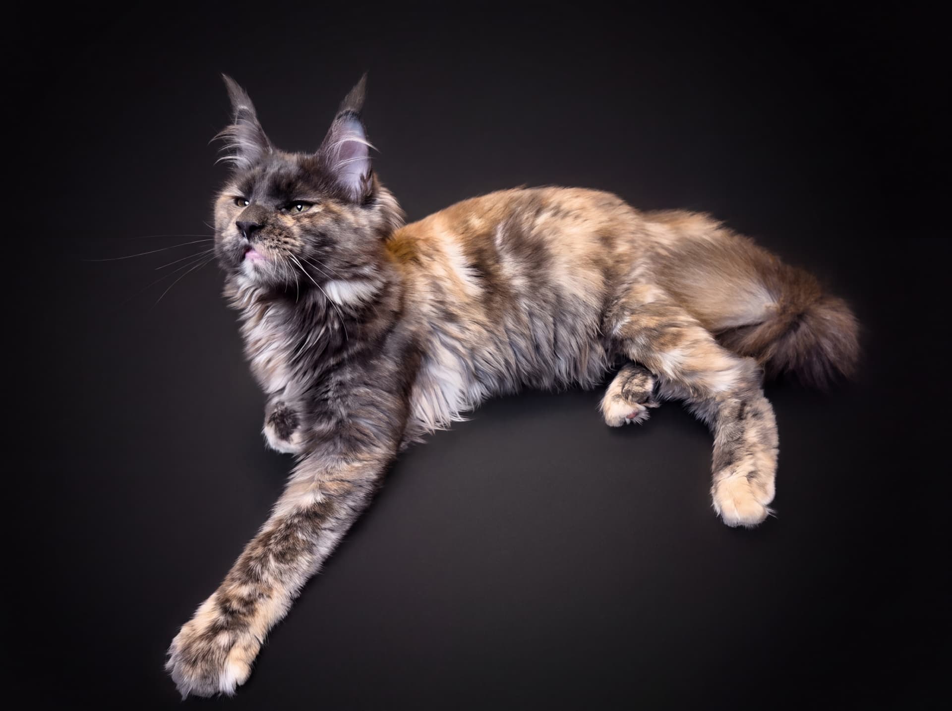 Brina - kociak Maine Coon, Blue tortie smoke - zdjęcie 2