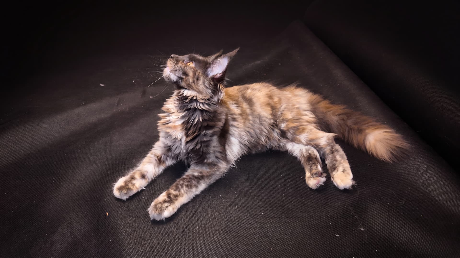 Brina - kociak Maine Coon, Blue tortie smoke - zdjęcie 3