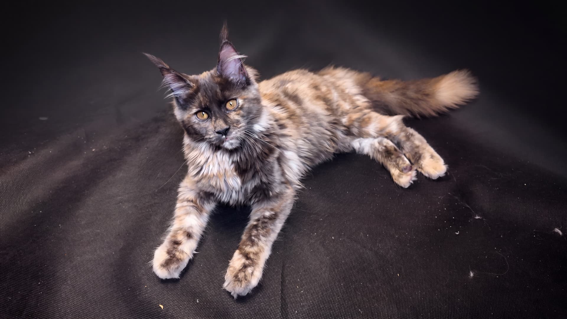 Brina - kociak Maine Coon, Blue tortie smoke - zdjęcie 4