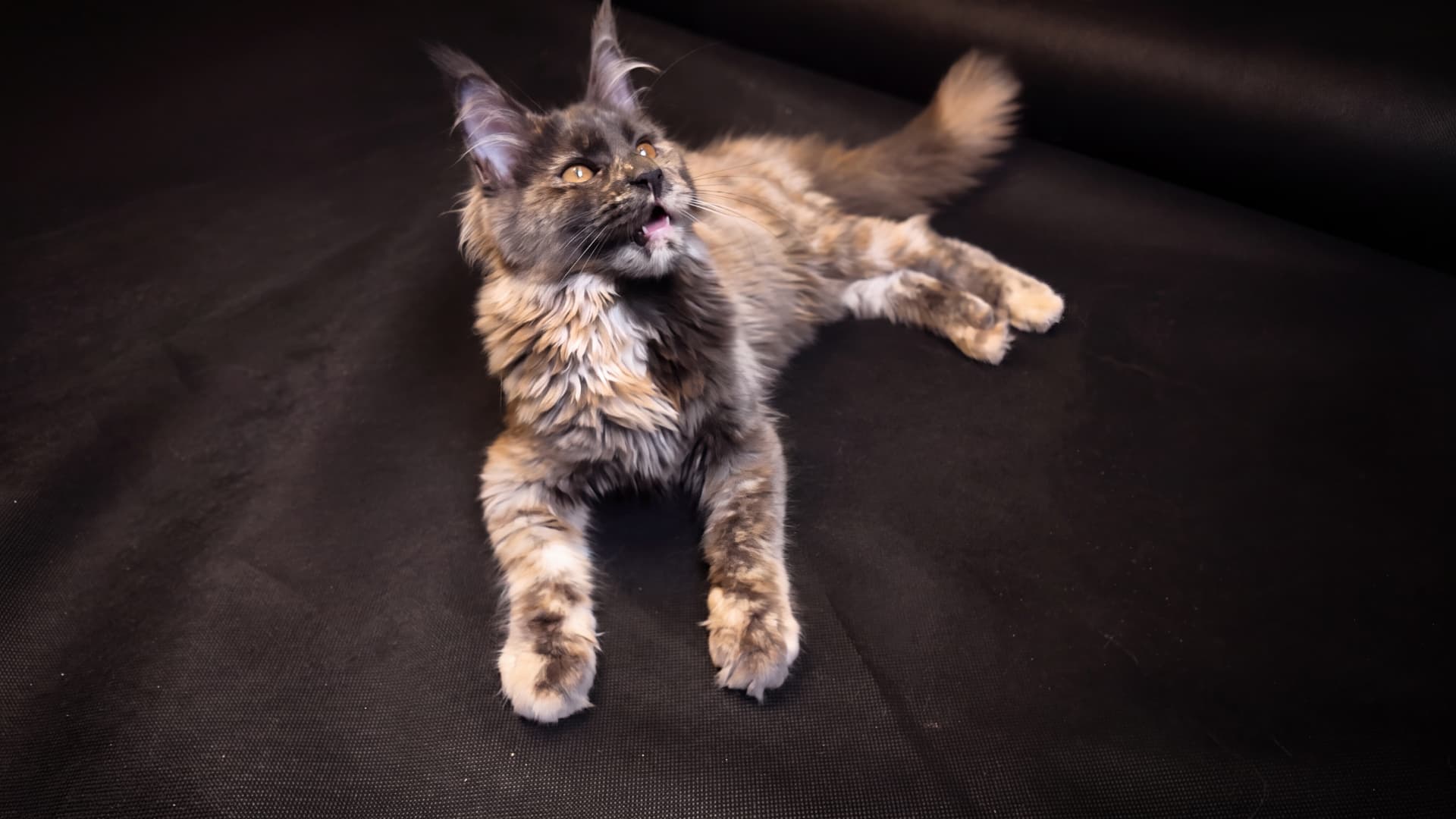 Brina - kociak Maine Coon, Blue tortie smoke - zdjęcie 5