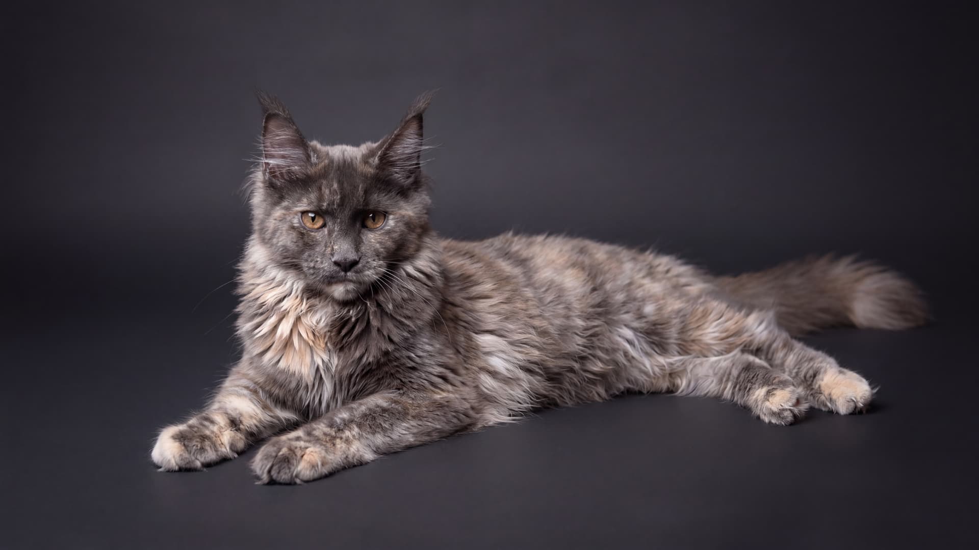 Brina - kociak Maine Coon, Blue tortie smoke
