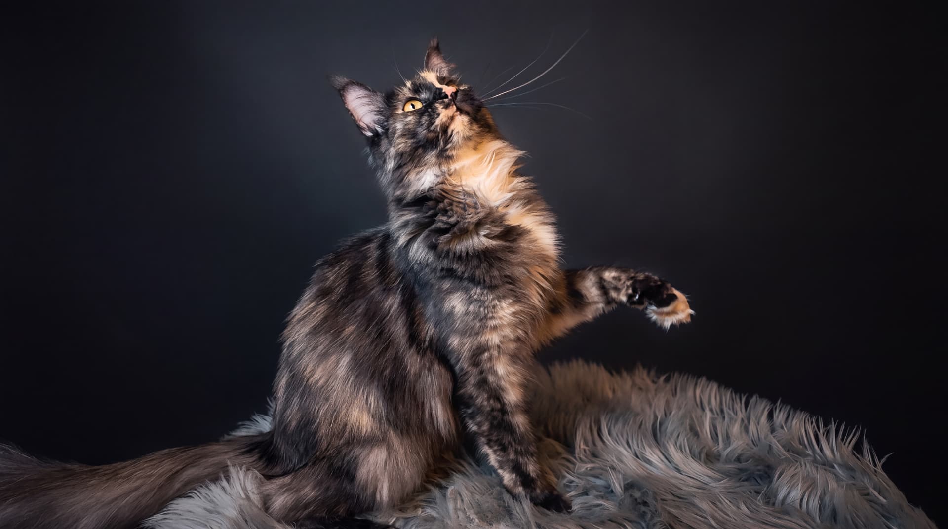 Hodowla Maine Coon Walkiria Wolin*PL - zdjęcie 4