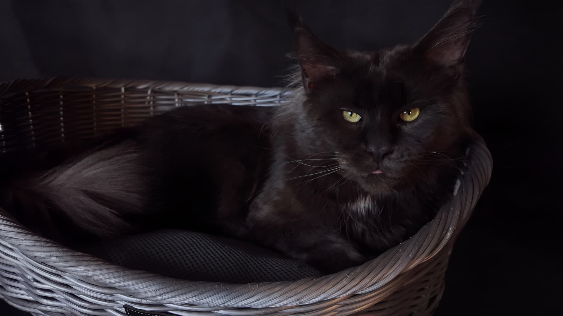 Mario - Maine Coon, Blue silver - zdjęcie 2