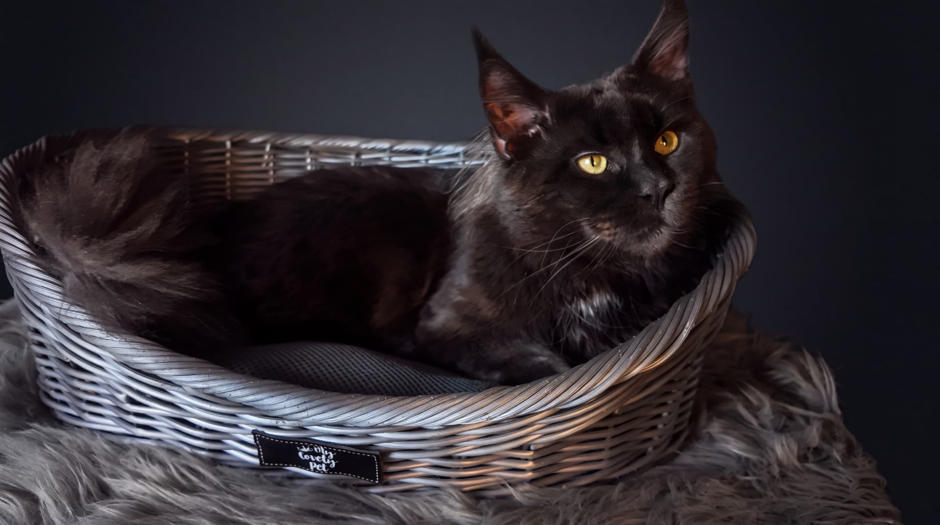 Mario - Maine Coon, Blue silver - zdjęcie 3